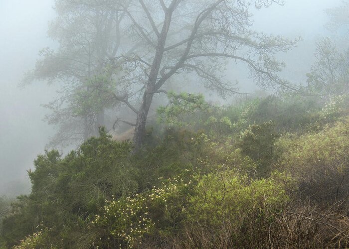 Torrey Pines Greeting Card featuring the photograph Tree on a foggy hill by Joseph Smith