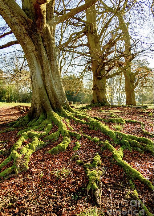 Tyntsfield Greeting Card featuring the photograph Tree roots and moss by Colin Rayner