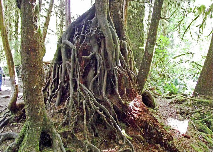 Tree Roots In Hoh Rain Forest In Olympic National Park Greeting Card featuring the photograph Tree Roots in Hoh Rain Forest, Olympic National Park, Washington by Ruth Hager