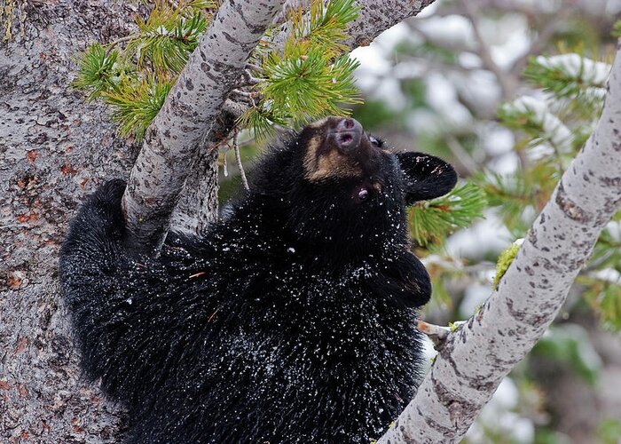 Black Bear Greeting Card featuring the photograph Tree Top Bear by Mark Miller
