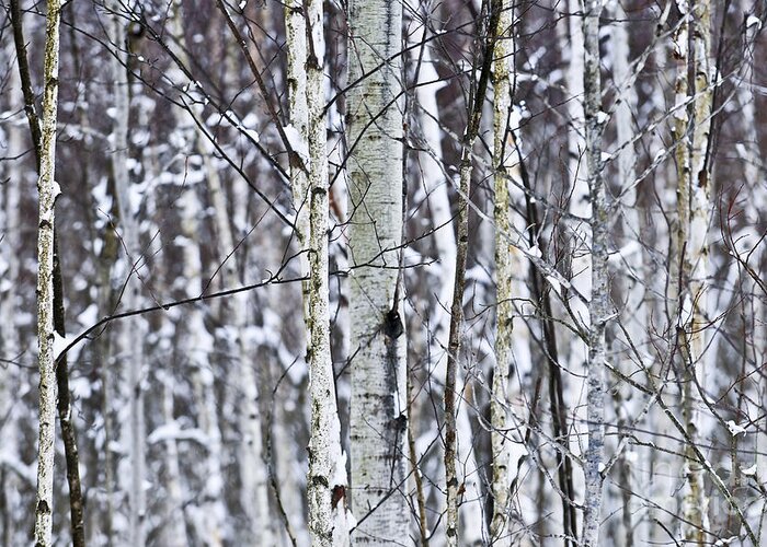 Winter Greeting Card featuring the photograph Tree trunks covered with snow in winter by Elena Elisseeva
