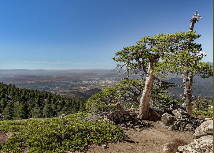 Socal Greeting Card featuring the photograph Tree With a View by Ed Clark