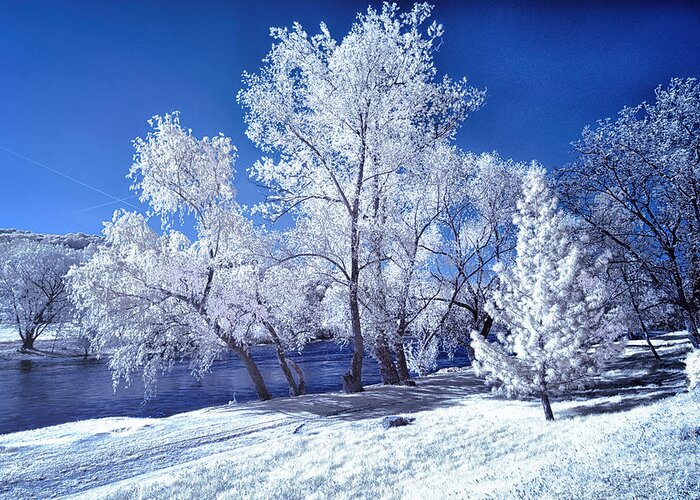 Infrared Photography Greeting Card featuring the photograph Trees Along the Krka by Norman Gabitzsch