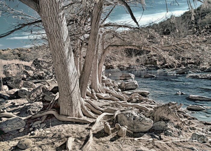 Top Artist Greeting Card featuring the photograph Trees Along The Pedernales by Norman Gabitzsch