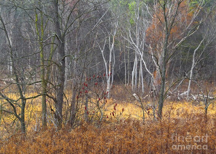 Nature Greeting Card featuring the photograph Trees in Heritage Park on a Foggy Day #2 by Sandra Church