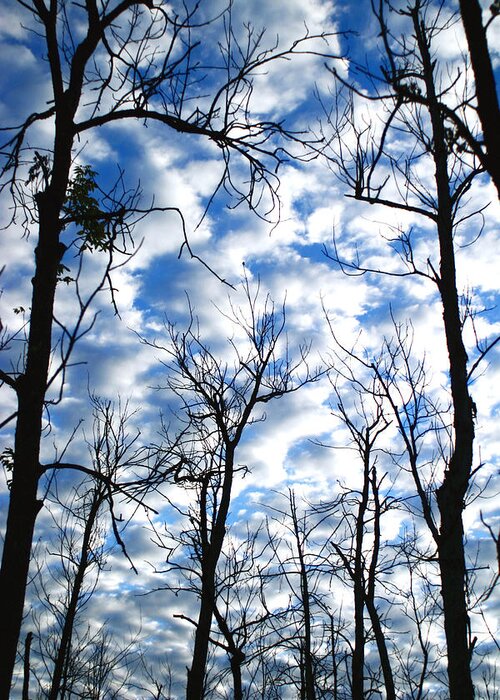 Trees Blue Sky Clouds White Puffy Landscape Photography Photograph Art Greeting Card featuring the photograph Trees in the Sky by Shari Jardina