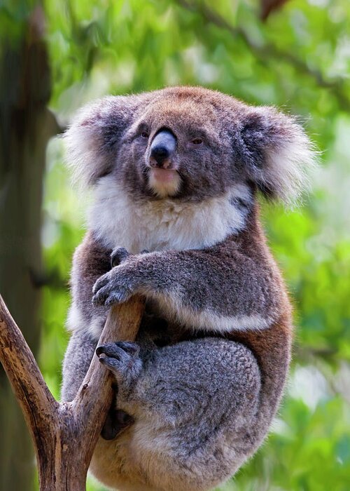 Koala Greeting Card featuring the photograph Treetop Koala by Michael Dawson
