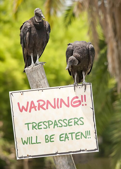 Black Vulture Greeting Card featuring the photograph Trespassers will be Eaten by Wade Aiken