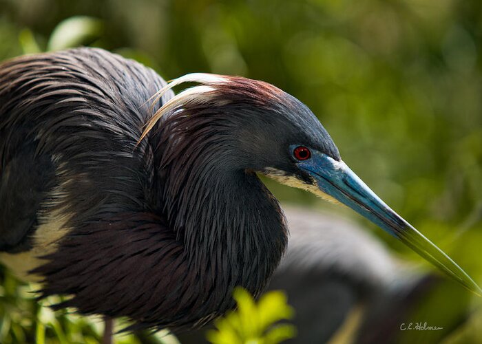 Nature Greeting Card featuring the photograph Tri-Colored Heron by Christopher Holmes