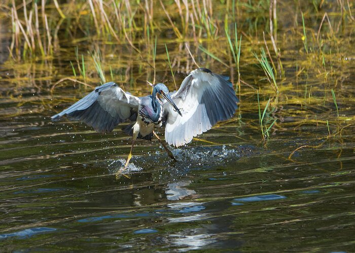 Tri-colored Heron Greeting Card featuring the photograph Tricolored Heron Dinner and Dancing by Artful Imagery