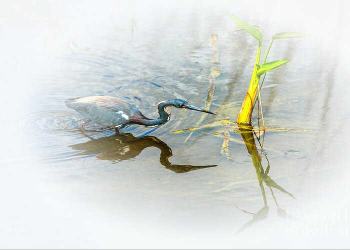 Tricolored Heron Greeting Card featuring the photograph Tricolored Heron On the Prowl by Rene Triay FineArt Photos