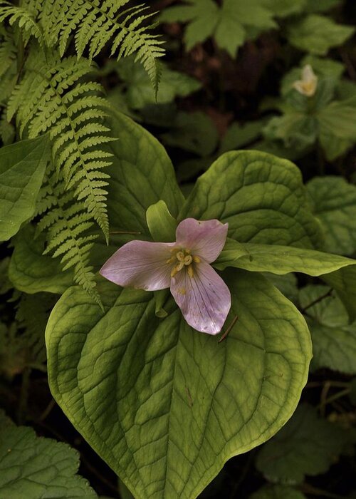 Flowers Greeting Card featuring the photograph Trillium Design by Charles Lucas