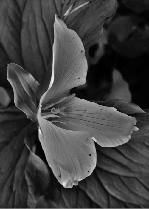 Flower Greeting Card featuring the photograph Trillium Profile BW by Charles Lucas