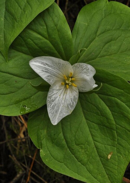 Wild Flowers Greeting Card featuring the photograph Trillium After the Rain by Charles Lucas
