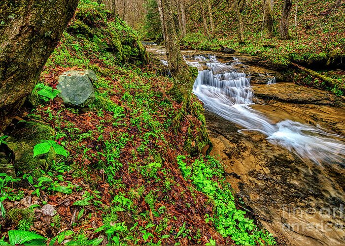 Anthony Creek Greeting Card featuring the photograph Trillium Waterfall Anthony Creek by Thomas R Fletcher