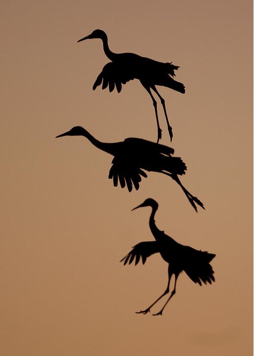Wild Greeting Card featuring the photograph Trio of Cranes by Mark Miller