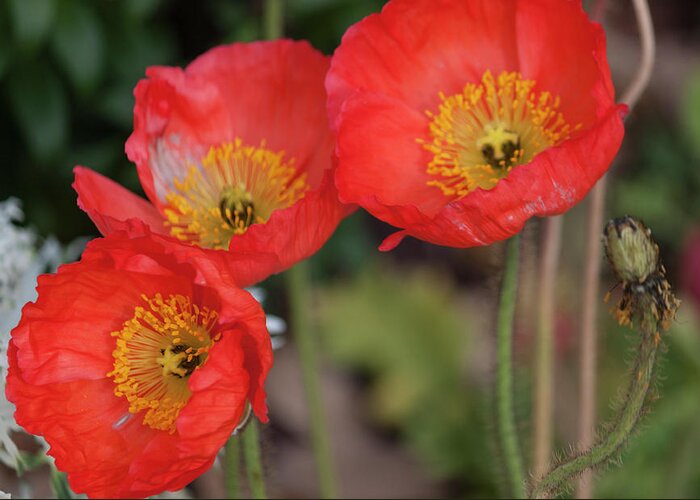 Photograph Greeting Card featuring the photograph Trio of Red Poppies by Suzanne Gaff