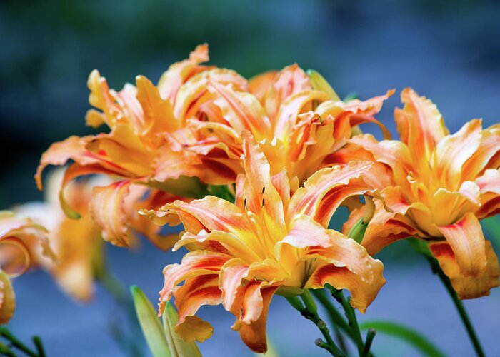 Lilies Greeting Card featuring the photograph Triple Lilies by Linda Segerson