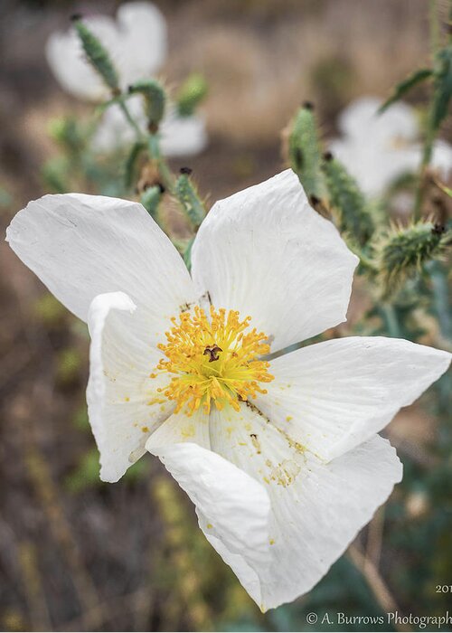 Argemone Albiflora Greeting Card featuring the photograph Triple Prickly Poppy by Aaron Burrows