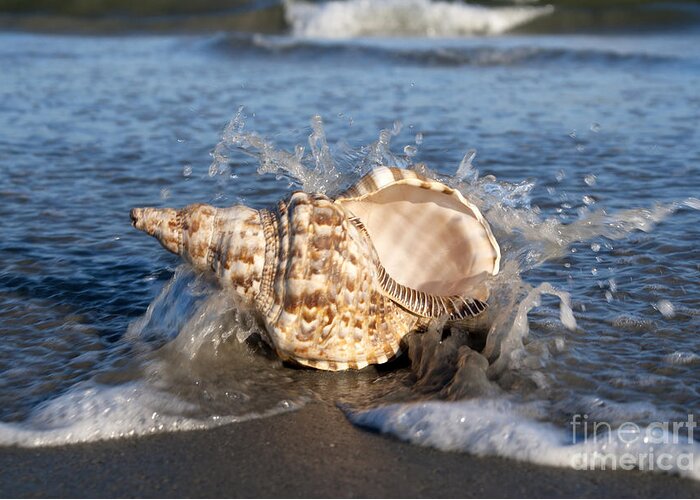 Shell Greeting Card featuring the photograph Triton shell by Anthony Totah
