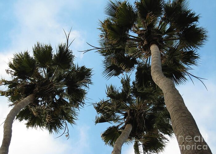 Tree Greeting Card featuring the photograph Tropical Splendor by Glenda Zuckerman