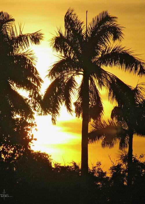 Tropical Greeting Card featuring the photograph Tropical Sunset Palm by David Bader