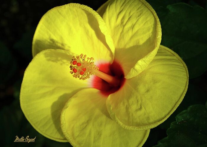 Tropical Yellow Hibiscus Photograph by Mattie Bryant
