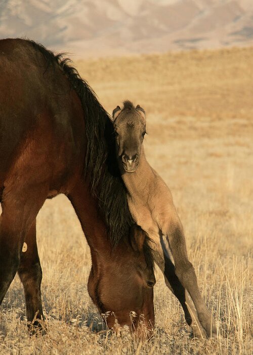 Horse Greeting Card featuring the photograph True Love by Kent Keller