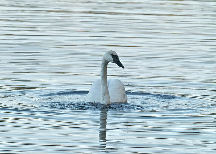Swan Greeting Card featuring the photograph Trumpeter Swan 9673 by Michael Peychich