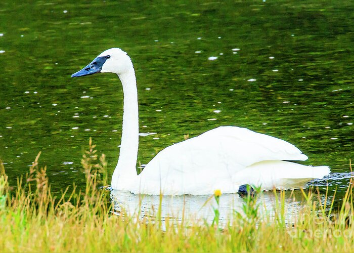 Swan Greeting Card featuring the photograph Trumpeter Swan by Ben Graham