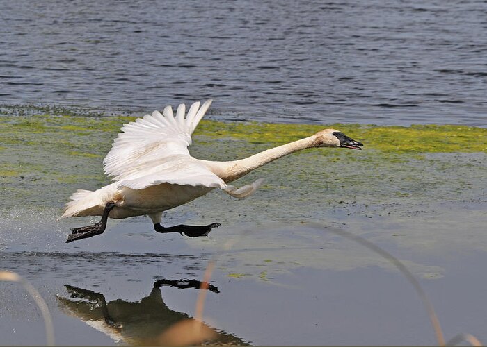 Swan Greeting Card featuring the photograph Trumpeter Swan Take Off 2 by Peter McIntosh