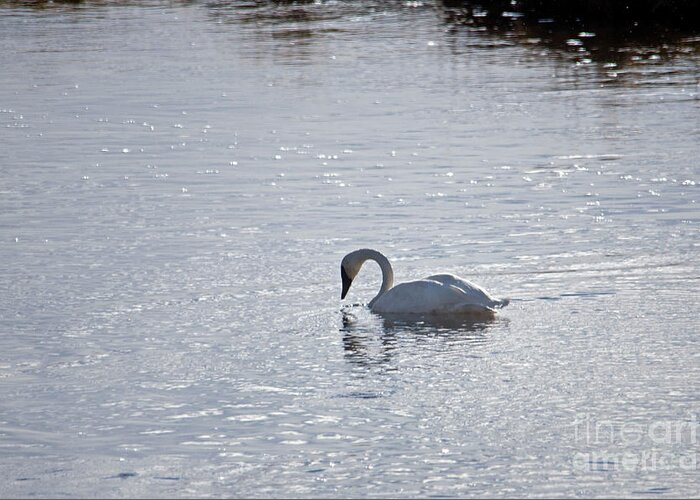 Bird Greeting Card featuring the photograph Trumpeter Swan Yellowstone by Cindy Murphy - NightVisions