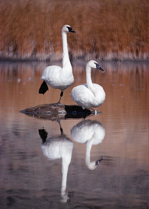 Mp Greeting Card featuring the photograph Trumpeter Swans Yellowstone by Michael Quinton