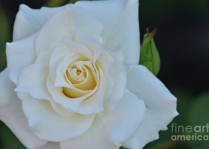 Rose Greeting Card featuring the photograph Truth and Life by Debby Pueschel