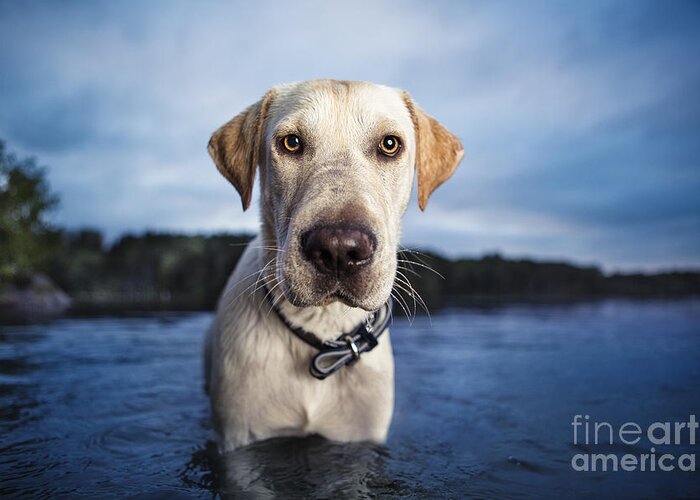 Dog Greeting Card featuring the photograph Tucker by Leslie Leda