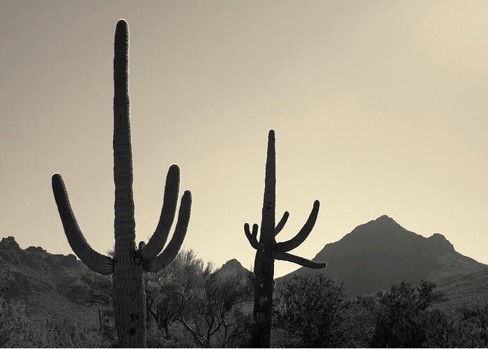 Landscape Greeting Card featuring the photograph Tucson IV Toned by David Gordon