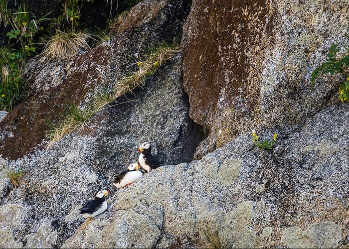 Granite Pass Greeting Card featuring the photograph Tufted Puffins on Cliff by Scott Slone