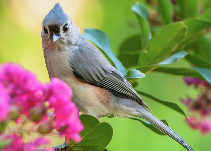 Alexandria Greeting Card featuring the photograph Tufted Titmouse In Crepe Myrtle by Jim Moore