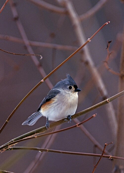 Tufted Titmouse Greeting Card featuring the photograph Tufted Titmouse in Winter by John Harmon