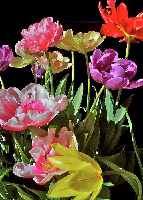 Flowers Greeting Card featuring the photograph Tulip 8 by Pamela Cooper
