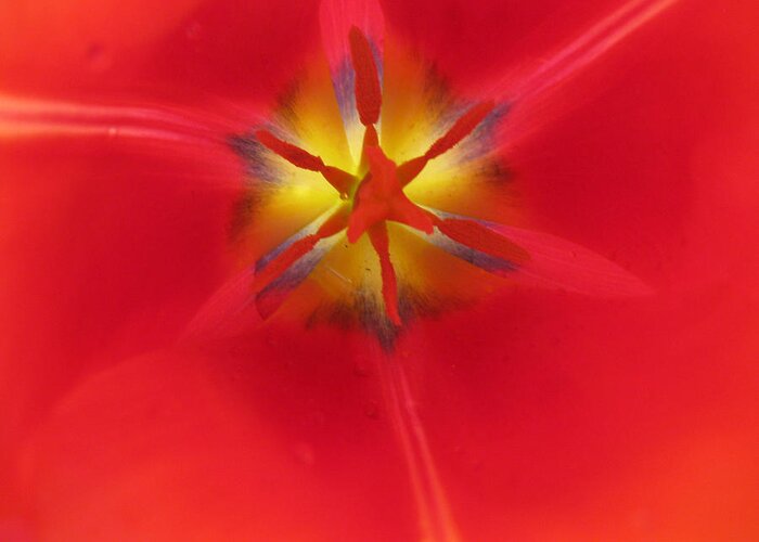 Center Of A Light-filled Red Tulip Greeting Card featuring the photograph Tulip Aflame by Sarah Hornsby