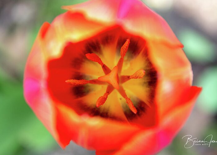  Greeting Card featuring the photograph Tulip by Brian Jones