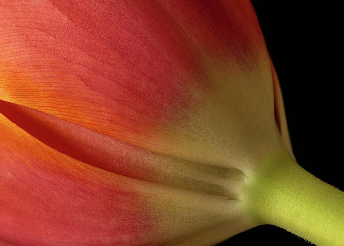 Tulip Greeting Card featuring the photograph Tulip by Cheryl Day