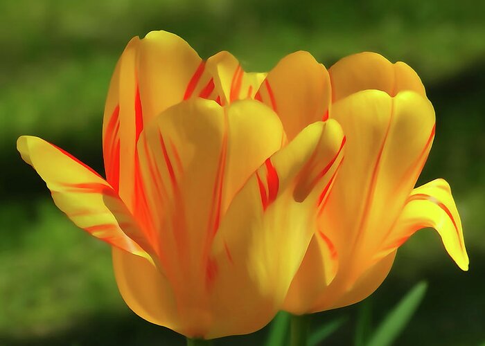 Tulip Greeting Card featuring the photograph Tulip Couple by David T Wilkinson