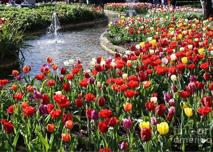 Bowral Tulip Festival Greeting Card featuring the photograph Tulip Festival by Bev Conover