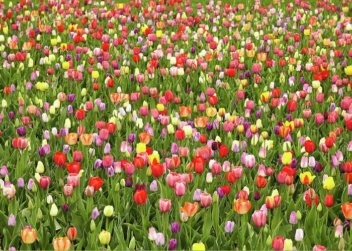 Garden Greeting Card featuring the photograph Tulip field by Garden Gate magazine