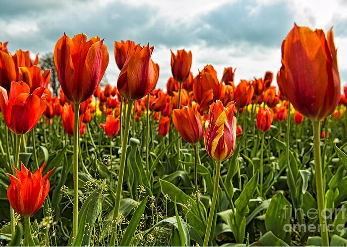Tulips Greeting Card featuring the photograph Tulip Flowers by Peter Dang