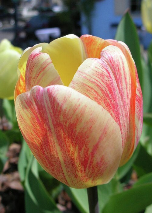 Flowers Greeting Card featuring the photograph Tulip by Guy Whiteley