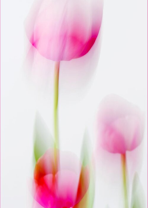 Tulip Greeting Card featuring the photograph Tulip Impressions by Diane Fifield