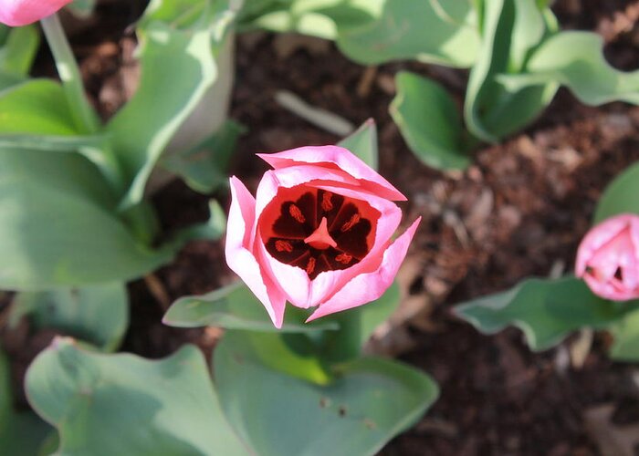Tulip Greeting Card featuring the photograph Tulip in bloom by Stacy Mcwhorter